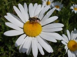 bee on a camomile glade