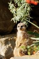 meerkat in evening sunlights