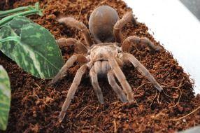 dangerous tarantula on the ground
