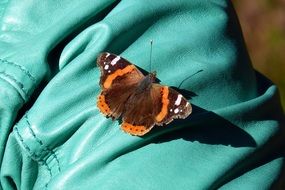 brown butterfly on turquoise fabric