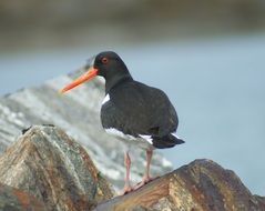 incredible Bird Oystercatcher