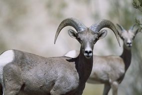 argali, two mountain sheeps in wild