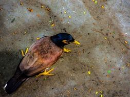 Starling yellowfoot