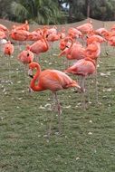 a flock of pink flamingos in the national reserve