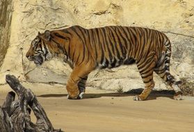 Big colorful Sumatran tiger near the rock