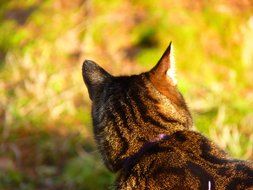 domestic cat in a garden