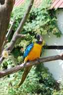 big parrot sitting on a tree branch