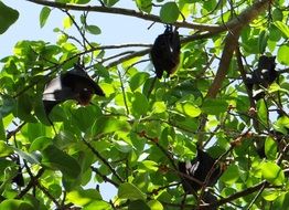 hanging bats on the tree in india