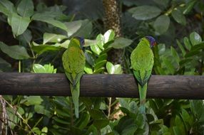 perched green parrots