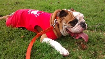 lying english bulldog