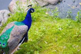 multi-colored peacock in an exotic park