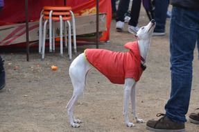 white dog in a red jacket near a man