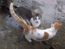 grey and red cat on wet asphalt