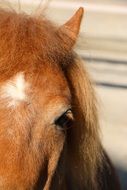 portrait of pony with a white spot on his head