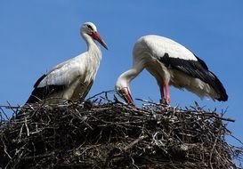 couple of storks in the nest