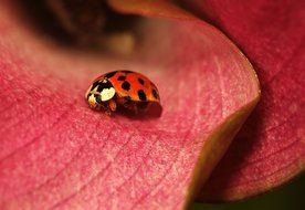 Lady Bug Insect on red Flower macro