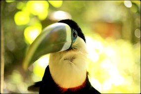 Portrait of exotic Toucan Bird