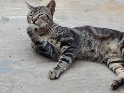 cat on the ground licks paw