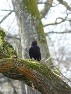 Blackbird on Tree at forest