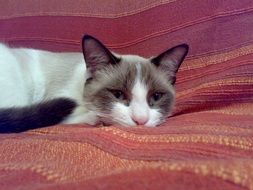 cat on a red sofa