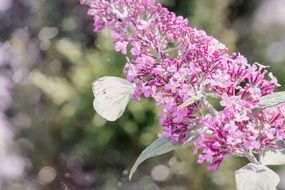 cabbage butterfly in the garden lilac close-up on blurred background