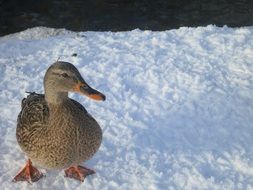 duck on a white ice floe