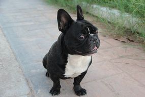 black white french bulldog puppy is sitting on the road