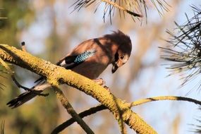 Raven bird sits on the tree branch