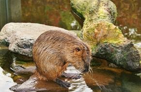 Coypu in the wildlife