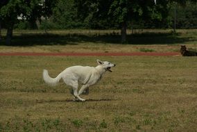 Picture of running White Swiss Shepherd Dog