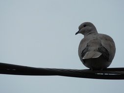 charming Dove Animal