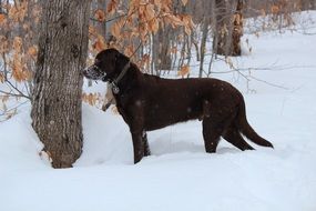 labrador in the snow by the tree