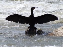 pelican on a rock in the sea