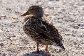 portrait of Duck Water Bird