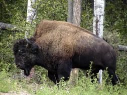 bison in habitat in america