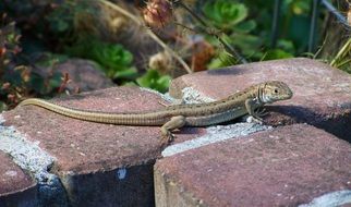Brownish-Gray Lizard in the sun