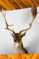 Head of deer with big horns