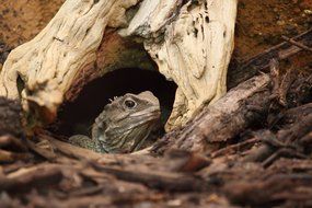 tropical iguana in the wildlife
