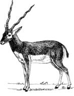 Antelope blackbuck drawing