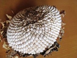 The Dried Flower Of The Sun