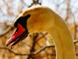 Wild swan Bird with red Beak macro