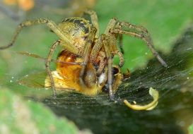 Spider eating bee close-up on blurred background