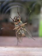 brown fly with feelers