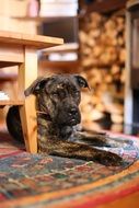 Tibetan Mastiff lies near the chair