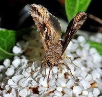 Moth Buddleja among the leaves