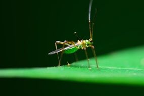 Grasshopper insect Macro