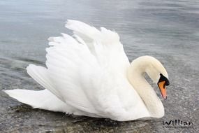 White Swan swim in a water