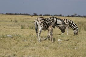 steppe zebras in africa