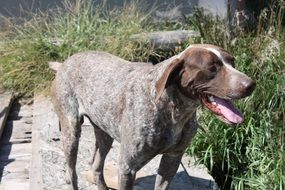 Brown setter dog