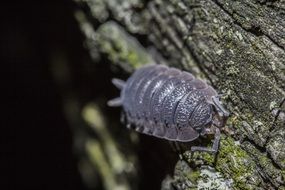 woodlouse on the tree bark